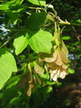 افرای سیاه